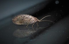 Wesmaelius subnebulosus