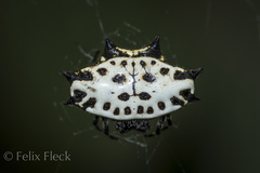 Gasteracantha cancriformis