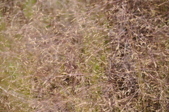 Agrostis elliottiana