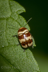 Cryptocephalus trizonatus