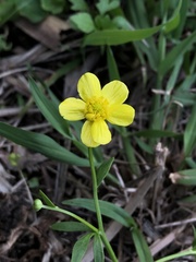 Ranunculus ternatus