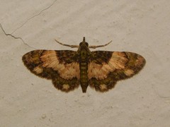 Gymnoscelis roseifascia