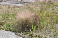 Agrostis elliottiana