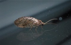 Wesmaelius subnebulosus