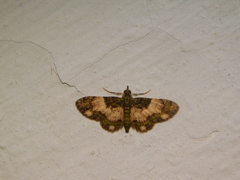 Gymnoscelis roseifascia