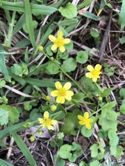 Ranunculus ternatus