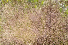 Agrostis elliottiana