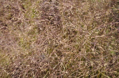 Agrostis elliottiana