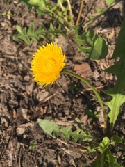 Taraxacum officinale
