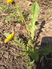 Taraxacum officinale