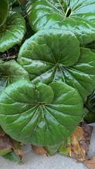 Farfugium japonicum