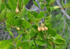 Sarcomphalus domingensis