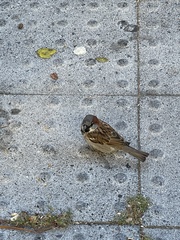Passer domesticus