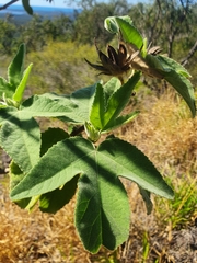 Hibiscus splendens