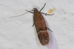 Eudactylota iobapta