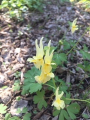 Corydalis bracteata