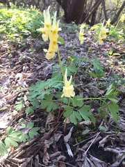 Corydalis bracteata