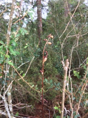 Gastrodia cunninghamii