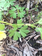Corydalis bracteata