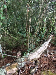 Gastrodia cunninghamii