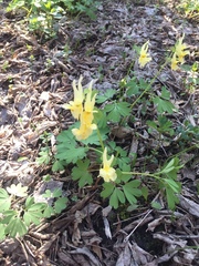 Corydalis bracteata