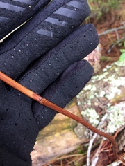 Gastrodia cunninghamii