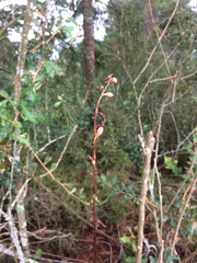 Gastrodia cunninghamii