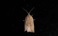 Planotortrix