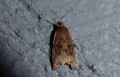 Planotortrix notophaea