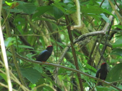 Chiroxiphia lanceolata