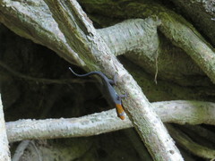 Gonatodes albogularis fuscus