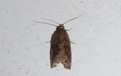 Planotortrix notophaea
