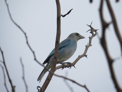 Thraupis glaucocolpa