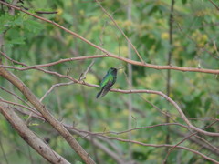 Chrysuronia
