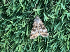 Heliothis punctifera