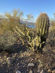 Carnegiea gigantea