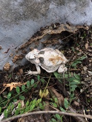 Phrynosoma braconnieri