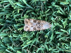 Heliothis punctifera