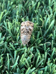 Heliothis punctifera
