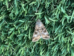 Heliothis punctifera