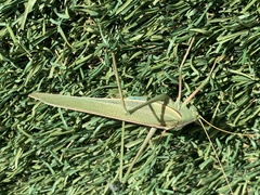 Elephantodeta nobilis