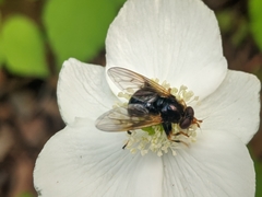 Blera armillata