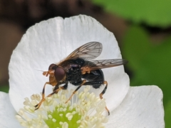 Blera armillata