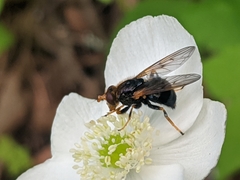 Blera armillata