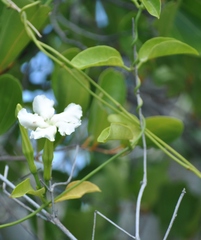 Echites umbellatus
