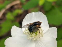 Blera armillata