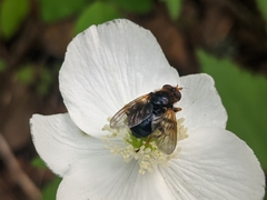 Blera armillata