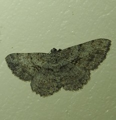 Psilalcis isombra