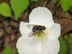 Blera armillata