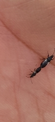 Oxycarenus